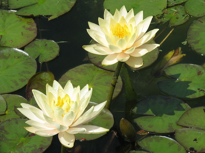 File:Nymphaea 'Inner Light'.jpg