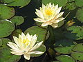 Nymphaea 'Innerlight' (Strawn, 1997)