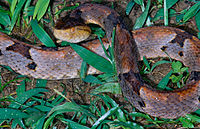 Bothrops brazili