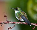 Deutsch: Kolibris English: Hummingbirds Trochilidae (cat.)