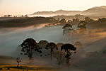 Thumbnail for File:Araucárias ao fundo Parque Nacional da Serra da Bocaina - denoise.jpg