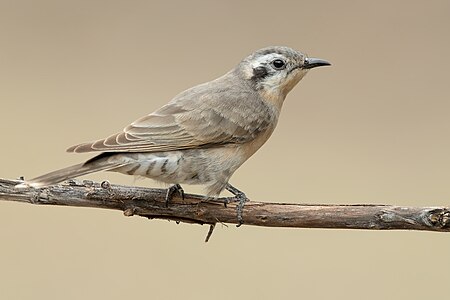 Chrysococcyx osculans (Black-eared Cuckoo)