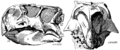 Skull of P. mongoliensis (Osborn 1925)