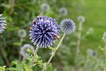 Мініатюра для File:Azurite - Echinops ritro - 6 - par Mickael Schauli.jpg