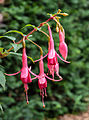 Fuchsia 'Henkelly's Consiva'.