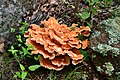 Chicken-of-the-woods mushroom