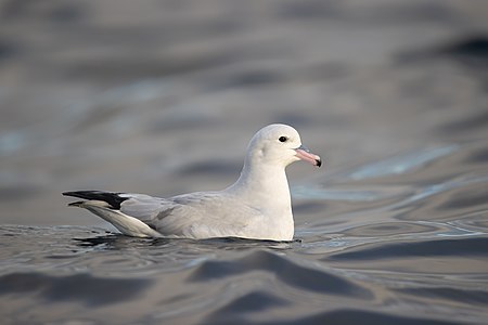 Southern Fulmar - Eaglehawk Neck