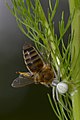 Pray of Misumena vatia