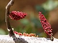 Male flowers (unopened); Portimão, Portugal