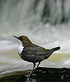 Deutsch: Wasseramslen English: Dippers Cinclidae (cat.)