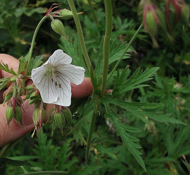 File:Geranium.pratense.1.jpg