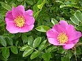 Rosa × kochiana