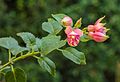 Fuchsia 'Nephele'.