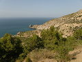 Trees, with Pinus halepensis, Alhucemas, Morocco