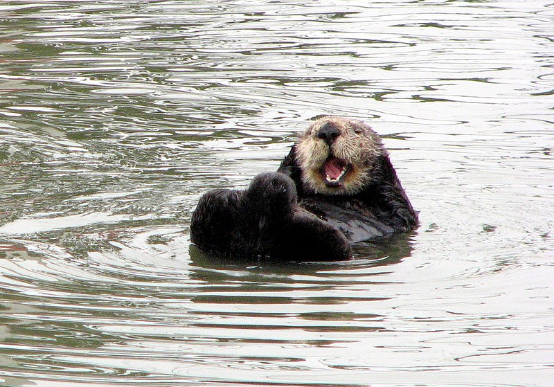 File:Happy otter.jpg