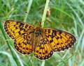 Pievinis perlinukas Boloria selene