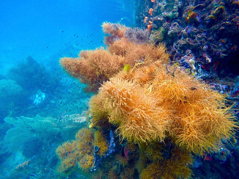 File:Beautiful soft corals between Gam and Waigeo, Raja Ampat.jpg