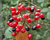 Viburnum schensianum