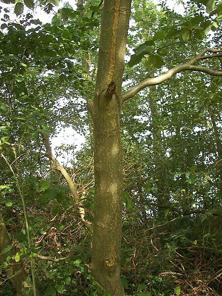 File:Alnus incana 003.jpg