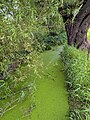 wikimedia_commons=File:Ditch at Coombe Hill Nature Reserve.jpg