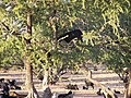 Goats in a tree;