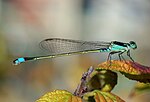 Thumbnail for File:Damselfly October 2007 Osaka Japan.jpg