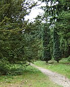 2 Lawson's Cypresses (Chamaecyparis lawsoniana 'Columnaris') in Pinetum