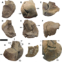 Thumbnail for File:Qiupalong UALVP 53595 astragalocalcaneum comparison.png