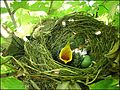 Nest with egg and chick