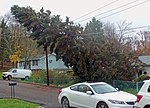 Trees downed by wind