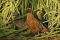 Colinus virginianus ridgwayi Female, Male, Female