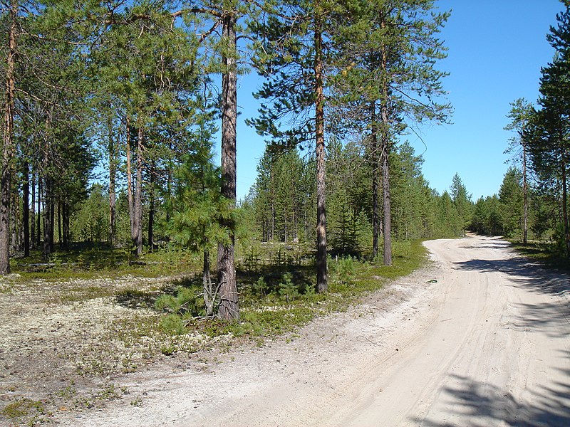 File:Pinus sylvestris Urals.jpg