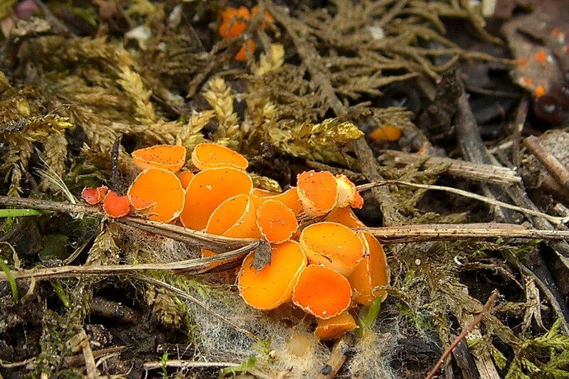 File:Byssonectria fusispora.jpg