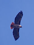 Thumbnail for File:Red-tailed hawk in flight.jpg