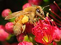 Bee with full pollen basket