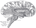 cortex and brain stem