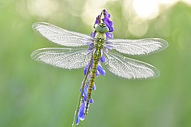 Südliche Mosaikjungfer (Aeshna affinis) am Westufer des Gülper Sees