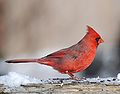 Deutsch: Kardinäle English: Cardinals Cardinalidae (cat.)