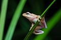 Chiromantis doriae, Doria's Asian tree frog - Phu Khieo Wildlife Sanctuary