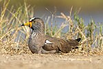 Thumbnail for File:035 African wattled lapwing incubating eggs in the Serengeti National Park Photo by Giles Laurent.jpg