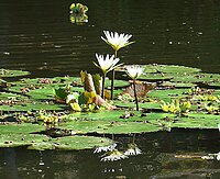 Nymphaea ampla