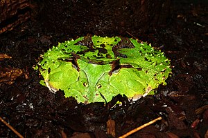 Surinam horned frog (Ceratophrys cornuta)