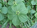 Paris quadrifolia with five leaves