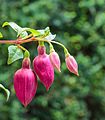 Fuchsia 'Alfred Fuhrmann'.