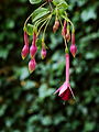 Fuchsia 'Remembering Claire'