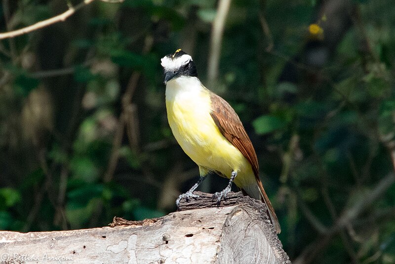 File:Great Kiskadee Quinta Mazatlan McAllen TX 2018-03-02 10-30-49 (38814399620).jpg