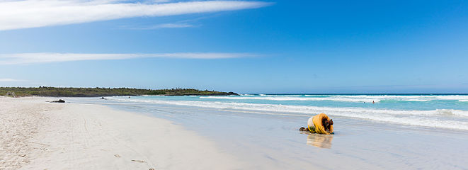 Tortuga Bay - Island of Santa Cruz, Galapagos