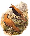 Deutsch: Furchenvogelartige English: Satinbirds Cnemophilidae (cat.)