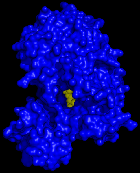 File:Firefly Luciferase.png