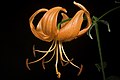 Lilium lancifolium fma. concolor